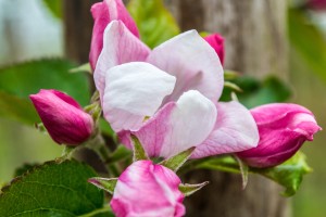 20150426-DSC_8951