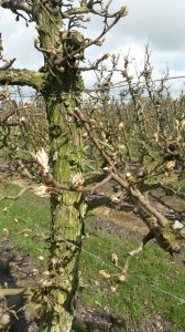 oude fruitbomen